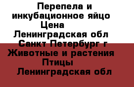 Перепела и инкубационное яйцо › Цена ­ 10 - Ленинградская обл., Санкт-Петербург г. Животные и растения » Птицы   . Ленинградская обл.